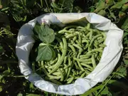 BEAN DWARF 'Windsor Long Pod' seeds