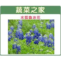 在飛比找蝦皮購物優惠-【蔬菜之家滿額免運】H05.水藍魯冰花(水藍色)種子30顆(