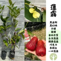 在飛比找蝦皮購物優惠-［農夫世家］蓮霧 新品種 黑金剛 黑珍珠 子彈 飛彈 香水巴