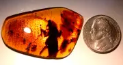 GIANT Cretaceous Cockroach in Burmite Amber Fossil Gemstone Dinosaur Age