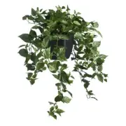 NEW Green Room Devils Ivy in Black Plastic Pot By Spotlight