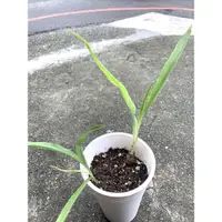 在飛比找蝦皮購物優惠-Chlorophytum suffruticosum