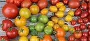 Tomato Heirloom Mix 100+ Seeds Home Gardening Plant Seeds