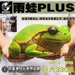 【扭蛋達人】 巨大33公分 動物星球 X 정이동 聯名款 雨蛙 PLUS雕像 (現貨特價)