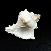 Vasum Cassiforme Conch Seashell Shell 74mm 2 7/8” Beautiful