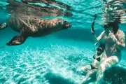 Snorkelling Wildlife and Seafood Feast Child - Rockingham
