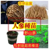 在飛比找蝦皮購物優惠-🍓🍓【長白山人參種植苗】可食用 野生長白山人參苗 野山參帶芽