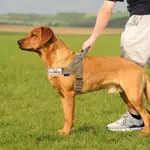 防掙脫胸背帶 狗狗胸背帶 防暴衝胸背帶  胸背帶大型犬 馬犬牽引繩 專用遛繩中大型犬背心式 德牧杜賓毛柴犬反光安全繩 S