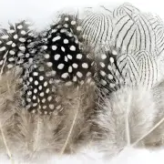100 Pcs Natural Pheasant Feathers for DIY Craft 6-8Cm Assorted Silver Pheasant F