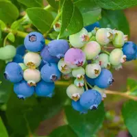 在飛比找蝦皮購物優惠-💕台灣💋藍莓種子 四季種植 藍莓種子 庭院陽台盆栽種植