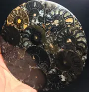 143g Rare Black Half of Split Ammonite Fossil Shell Healing Madagascar F951