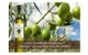 【莎蘿瑪】西班牙有機冷壓初榨橄欖油-500ml
