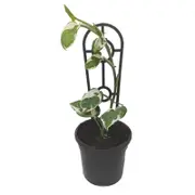 120mm Snow Queen Pothos - Epipremnum aureum Snow Queen