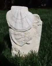 Giant Pecten Shell Fossils In Matrix From France Lacoste Quarry Pecten Fossil