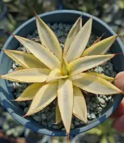 Rare liveSucculent Plant Agave schidigera x Agave potarorum Variegated Random