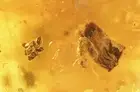 Flower Plants Fungus gnat & More Fossil inclusions Baltic amber #9514