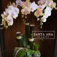 在飛比找momo購物網優惠-【Santa Ana】日式蘭花組合(蝴蝶蘭與植栽的組合)