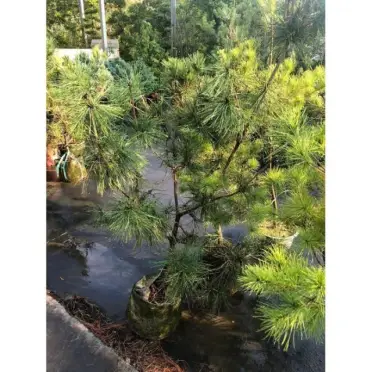 五葉松的比價推薦- 2026年07月|飛比價格