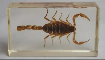Vintage Scorpion in Perspex Holder