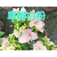 在飛比找蝦皮購物優惠-**小農之家**優質花卉「單瓣九重葛」6吋盆 （白粉/淡紫/