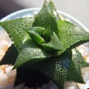 5CM Succulent Live Plant Haworthia Haworthiopsis Tessellata Liliaceae Rare Plant