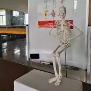 45CM Human Anatomical Anatomy Skeleton Model Poster Learn Aid Skeletal Model New