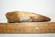 4 INCH LONG SPINOSAURUS TOOTH REAL DINOSAUR TEETH FOSSIL EXTINCT RELIC SPINOSAUR