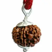 Natural 5 mukhi rudraksha in pure silver cap energized Nepal origin bead
