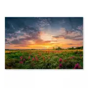 Sunset Sky & Wild Field Print 100% Australian Made 50 x 40cm (Acrylic)