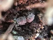 10+ Reductoniscus tuberculatus “Borneo Gator” Isopods LAG