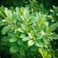 在飛比找蝦皮購物優惠-南非葉南非葉，又名桃葉斑鳩菊、杏葉斑鳩菊、神奇葉、尖尾鳳