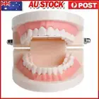 PVC Oral Tooth Models Giant Standard Small Dental Model Useful Dental Appliances