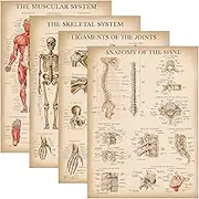 Palace Learning 4 Pack - Vintage Anatomy Poster Set - Laminated - Muscular, Skeletal, Ligaments of the Joints, Anatomy of the Spine - Anatomical Chart Set - 18” x 24”