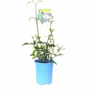 140mm Fragrant Jasmine - Jasminum azoricum