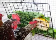 Peck-It-Clean Veggie Feeder for Chickens, 10" x 16" with Cord, Ties & Toggle