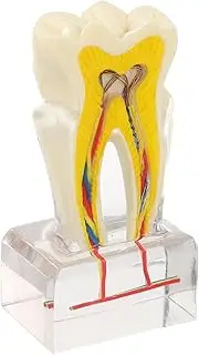 MUSISALY Teaching Model Teeth Model for Study Demonstration for Patient Communication Analysis Educational Settings