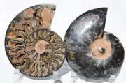 Large Black Ammonite Pair Crystals 110myo Dinosaur age Fossils 160mm 6.4" 9568aa