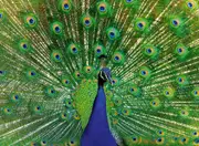 Ravensburger - Peacock Puzzle 500pc