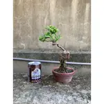 金豆柑（精品盆栽）- 金大苗木
