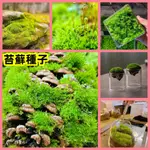 🔥苔蘚孢子粉🔥 朵朵鮮孢子粉 假山草水 陸缸 造景料 孢子粉種子 發芽率高