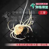 在飛比找蝦皮購物優惠-★舞葉精靈★迷你黃色香花★Tillandsia crocat