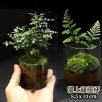 【草葉日和】苔蘚 花器 花盆 微景觀 掌中綠植杯 盆栽 生態瓶 多肉植物 室內植物 玻璃花瓶 辦公室小物 現貨