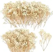 70Pcs Mini Dried Baby's Breath Flowers 4000+Natural Bulk Flowers Real Flowers Pressing Floral Dried Flowers Pressed Gypsophila Bouquet for Hair Accessory Wedding Card Making (Ivory White)