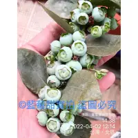 在飛比找蝦皮購物優惠-藍莓苗 全台灣都可以種植 綠寶石（五吋控根盆）