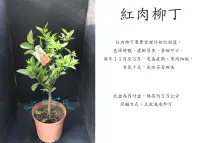 在飛比找Yahoo!奇摩拍賣優惠-心栽花坊-紅肉柳丁/8吋/柑橘類/嫁接苗/水果苗售價400特