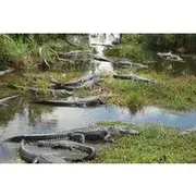 Save 10.00%! Private 4-hour Tour of Everglades from Miami Dade