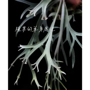 侏儒爪哇P.willinckii  ' Joker '(鹿角蕨、爪哇鹿角蕨、雨林植物、文青植物、蕨類植物、觀葉植物可參考