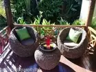 Balinese Rattan Water Hyacinth Alfresco Tub Chairs & Coffee Table Setting