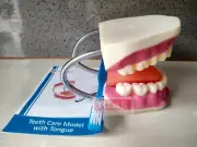 Dental Care Model Teeth Care Model With Tongue PVC Plastic Free Shipping W. Wide