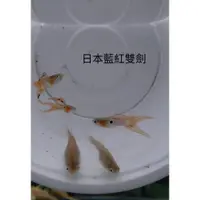 在飛比找蝦皮購物優惠-日本藍紅雙劍孔雀 水族 高仿真模型 孔雀對魚 品系魚 觀賞魚